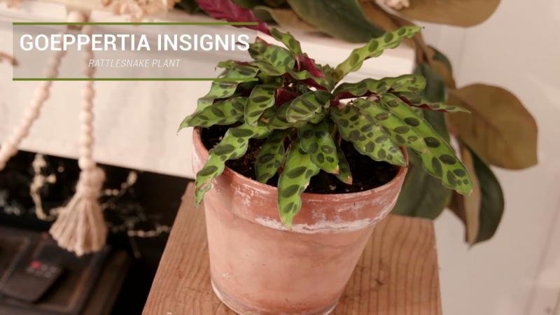 Reclassified Calathea Plants, September 2023