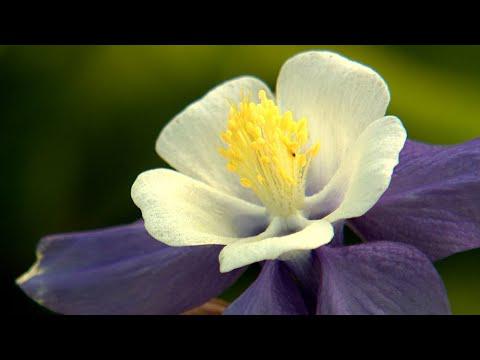 Columbine