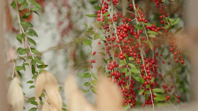 Weeping Yaupon Holly, March 2025