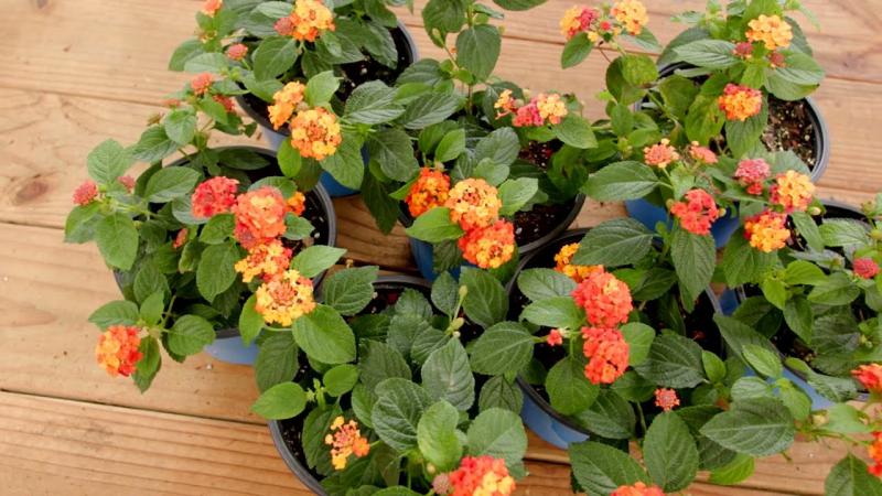 Lucky Lantana, May 2023