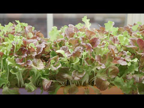 Microgreens