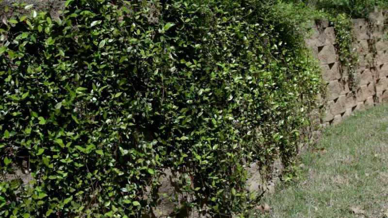 Ground Covers, May 2025