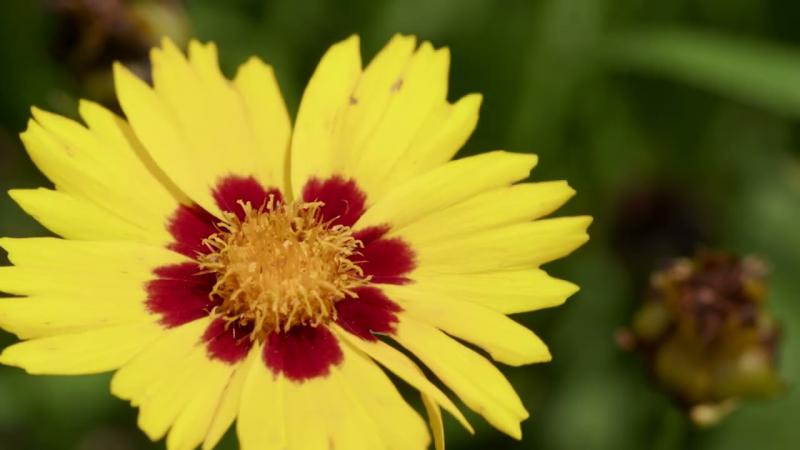 Coreopsis, July 2025