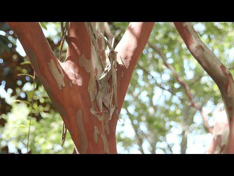 Crape Myrtle Bark