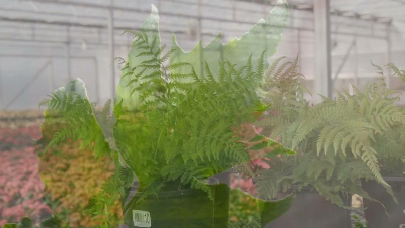 Shade Garden Ferns, February 2024