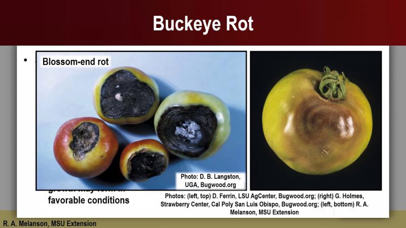 What’s Wrong with My Tomatoes? Lesson 1: Buckeye Rot