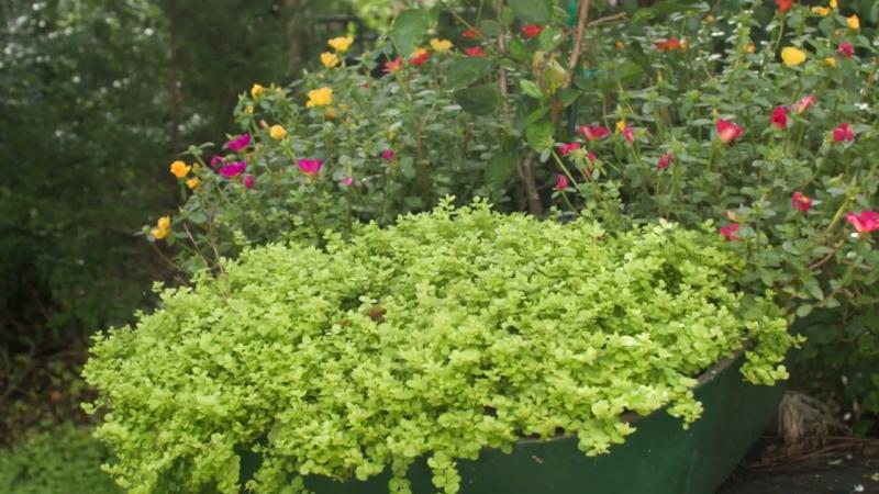 Recycled Container Planting, August 2023