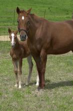 Cal Senorita, an American quarter horse on Mississippi State University's South Farm, stands with her third foal born in 2005. Cal delivered this filly on March 16. Two surrogate mothers delivered her colts on Feb. 12 and Feb. 21. The two colts were products of embryo transfer procedures performed last year at MSU.