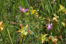 Wildflowers