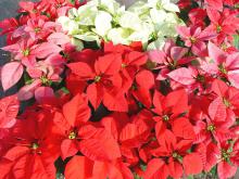 Photo of poinsettias