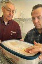 Frank Davis, left, and Earnest Papadoyianis in the Insect-Rearing Center. (Photo by Bob Ratliff) 