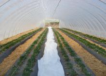 Mississippi State University is researching high tunnel greenhouses as a way to grow produce and cut flowers year-round in Mississippi without heating. Strawberries can be seen growing March 6 in black plastic mulch rows in this high tunnel in Faison, N.C. (Photo by Mengmeng Gu)