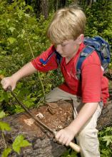 Peter Drackett, 11, of Long Beach scrapes the bark of a dead tree at the Noxubee Wildlife Refuge to find pine bark beetles. Drackett attended the Mississippi State University's annual Basic Insect and Plant Ecology in 2009. (Photo by Kat Lawrence)