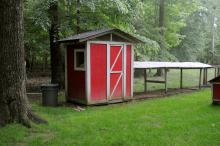 Backyard flocks should be provided adequate protection from cold or rainy weather and a fenced-in run outside of the coop.