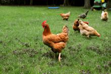 Chickens range in color and size, some with large, fluffy crests and others with red feathers. Some breeds have been described as good layers while others are protective and maternal. (Photos by Kat Lawrence)