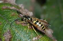 Yellow jackets are small, ground-dwelling wasps that attack in numbers when disturbed. They are a threat year-round, but they are a bigger problem in the fall, when their numbers are high. (Photo by Blake Layton)