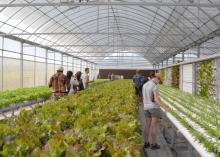 Unheated greenhouses that capture the sun's heat, allowing crops to be grown earlier or later than normal, are called high tunnels. MSU students visited several high tunnels, such as this one growing cucumbers in bags with drip fertigation in Ag Demonstration Park in Nanjing, Jiangsu Province in East China. (Photo provided by University of Arkansas/Jim Robbins)