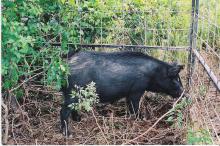 Recent testing has found that some feral swine in Mississippi have been exposed to diseases that can be transmitted to humans and domestic animals. Landowners are encouraged to trap or hunt feral swine to help reduce their population in the state. (Photo by Andrea Cooper)