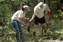 Tara Raynes (left) and Elaine Saxton were two of 24 volunteers from New South Access and Environmental Solutions who planted 2,000 Swamp Gum tree seedlings at the Crosby Arboretum's Gum Pond educational exhibit. The trees were donated by the company and planted by employees and their family members. (Photo by Susan Collins-Smith/MSU Ag Communications)