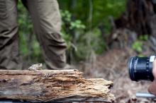 In early May, Mississippi State University wildlife professor Jeanne Jones worked with BBC film crews shooting footage of toads' ability to capture prey. (Photo by MSU University Relations/Megan Bean) Penelope, a Fowler toad, was always ready to snag a mealworm, even when she was perched on top of a log with a camera rolling. (Photo by MSU University Relations/Megan Bean)