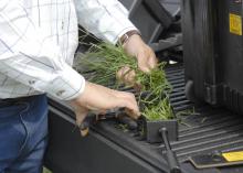 Bermudagrass is cut and placed in a tray for a forage test on May 21, 2012, at the Henry H. Leveck Animal Research Farm, the forage unit at Mississippi State University's South Farm in Starkville. The portable device analyzes the nutritional value of the samples. (Photo by MSU Ag Communications/Linda Breazeale)