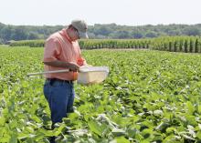 James Locke, a senior at Mississippi State University from Greenwood, uses a sweep net to monitor a soybean field for insects while serving as an intern with Jimmy Sanders, Inc. in Tchula, Miss. (Photo by MSU Ag Communications/Keri Collins Lewis)