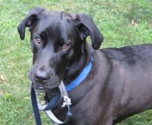 Chase, a lab-hound mix from an animal shelter, was adopted by the Hollamby family in New York through the Mississippi Homeward Bound Project in 2011. Volunteer-based Homeward Bound transports puppies and young dogs to the Northeast, which has a shortage of puppies available for adoption. (Photo courtesy of Jill Hollamby)