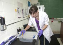 Dr. Ruth Marcec, a Mississippi Agricultural and Forestry Experiment Station researcher feeds a tiger salamander a carefully controlled diet of earthworms, mealworms and wax worms. (Photo by MSU Ag Communications/Kat Lawrence)