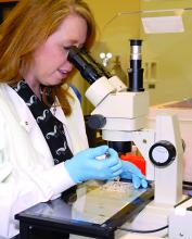 Mississippi State University research associate Christy Steadman examines eggs that have incorporated quantum dot nanoparticles during intraovarian follicle growth. (Photo by MSU Ag Communications/Linda Breazeale)