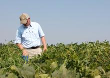 Jason Krutz, Mississippi State University Extension Service and Mississippi Agricultural and Forestry Experiment Station irrigation specialist, uses a meter to accurately determine the moisture content of the soil in a soybean field Aug. 30, 2013, at the MSU Delta Research and Extension Center in Stoneville. (Photo by MSU Ag Communications/Bonnie Coblentz)