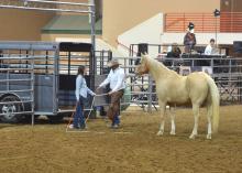 Chickasaw County 4-H member Katie Cagle, an animal and dairy sciences major at Mississippi State University, receives tips on loading her challenging horse, Popeye, from equine expert Pat Parelli in the Tunica arena on Oct. 19, 2013. (Photo by MSU Ag Communications/Linda Breazeale)