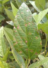 Frogeye leaf spot fungus, such as the specimen seen on this leaf, causes serious yield losses when not treated in soybeans. Mississippi State University is surveying to monitor and limit the increasing resistance of the fungus to the strobilurin class of fungicides commonly used for late-season disease management in soybean fields. (Photo by MAFES/Sead Sabanadzovic)