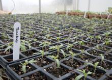 When growing transplants from seed, calculate back from the last expected frost date to allow time for the seeds to germinate and gain enough size to be planted outdoors. These tomato plants were growing in a Mississippi State University greenhouse March 12, 2014. (Photo by MSU Ag Communications/Kat Lawrence)