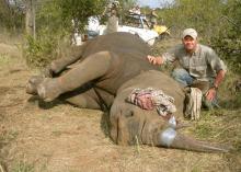 While in South Africa last summer working on animal reserves, Mississippi State University graduate student Wes Gentry of Pontotoc developed a passion for the work he did with the Rhino Rescue Project. He helped inject the horns of sedated rhinos with pink liquid dyes as part of a program to prevent poaching. (Submitted Photo)