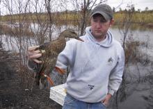 Joe Lancaster, a doctoral student at Mississippi State University, prepares to release a female mallard with a backpack radio transmitter. Lancaster, a 2014 recipient of the Thomas A. Plein Endowed Graduate Student Scholarship, studies habitat use and survival of mallard ducks wintering in the Mississippi Delta. (Submitted Photo)