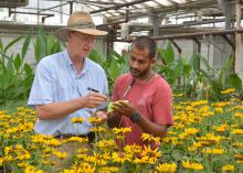 Blake Layton, entomologist with the Mississippi State University Extension Service (left), and Nick Terkanian of the Natchez Trace Greenhouses in Kosciusko, Mississippi, review pesticide treatment histories for rubekias on Aug. 19, 2014. (Photo by MSU Ag Communications/Linda Breazeale)