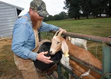 Dewayne Smith checks one of his goats at his Greene County, Mississippi, farm Oct. 13, 2014. Smith is one of several Mississippi farmers diversifying their farming businesses by adding meat goats. (Photo by MSU Ag Communications/Kevin Hudson)