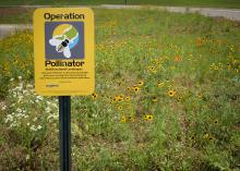 A new pollinator project garden at the Mississippi State University R.R. Foil Plant Science Research Center in Starkville is funded in part by Syngenta's Operation Pollinator Habitat program. (Photo by Kevin Hudson/MSU Ag Communications)