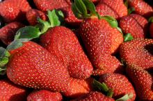 The shortened strawberry harvest has not affected the quality of the berries. Growers report that they are harvesting berries of excellent quality. (Photo by MSU Ag Communications/Kat Lawrence)