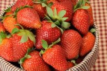 Mississippi's strawberry growers are finding that consumers prefer the taste of the state's fresh berries. (Photo by Kat Lawrence)