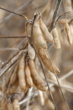 The U.S. Department of Agriculture forecasts Mississippi farmers to plant 1.75 million acres of soybeans, down by 70,000 acres in 2011. This will mark the third consecutive year of reduced soybean acreage in the state. Soybeans remain the leader in the state's planted acreage. (2011 Photo by Kat Lawrence)