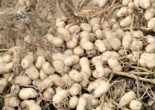 These 2012 peanuts from Mississippi's record crop are a distant memory as lower prices are prompting growers to reduce acres 58 percent from 52,000 last year to about 22,000 acres in 2013. (Photo by MSU Ag Communications/Kat Lawrence)