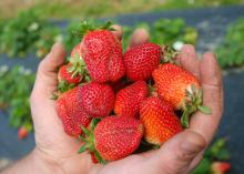 Jody Reyer began harvesting his first crop of strawberries April 9, 2013. Like much of the state's strawberry crop, Reyer's Leake County operation has struggled with cool and wet spring weather. (Photo courtesy of Brittany Reyer)