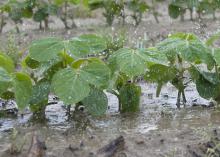 Frequent rains put most Mississippi row crop planting well behind schedule. These young soybean plants at Mississippi State University's R.R. Foil Plant Science Research Facility on May 17, 2013, are among the few in the ground by mid-May. (Photo by MSU Ag Communications/Kat Lawrence)