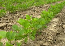 A week of mostly good planting weather helped growers make progress planting the state's soybean crop. By May 26, about 32 percent had emerged. In a typical year, nearly 80 percent of the crop would be out of the ground. (File Photo by MSU Ag Communications/Marco Nicovich)