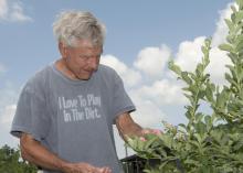 Blueberry grower George Traicoff examines some of his DeSoto County acreage on June 12, 2013. Cooler spring temperatures delayed his crop on the Nesbit Blueberry Plantation, which will open to the public about June 25. (Photo by MSU Ag Communications/Kat Lawrence)