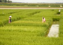 Jennifer Corbin and Lee Atwill, research associates with the Mississippi Agricultural and Forestry Experiment Station, assess rice heading in variety trials growing at Mississippi State University's Delta Research and Extension Center in Stoneville, Miss., on July 16, 2013. (Photo by MSU Ag Communications/Linda Breazeale)