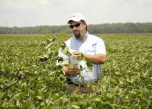 Trent Irby, soybean specialist with the Mississippi State University Extension Service, evaluates the maturity of soybean plants on Aug. 2, 2013, in a research plot located at the R.R. Foil Plant Science Research Center in Starkville, Miss. (Photo by MSU Ag Communications/Linda Breazeale)