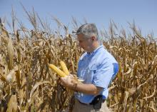 Erick Larson, corn specialist with the Mississippi State University Extension Service, examines hybrid plants in test plots located on the R.R. Foil Plant Science Research Center on Sept. 4, 2013. (Photo by MSU Ag Communications/Linda Breazeale)