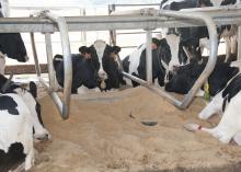 These Holstein dairy cows at Mississippi State University's Joe Bearden Dairy Research Unit near Starkville, Miss., were lounging Wednesday, Sept. 11, 2013, on sand-filled beds that help keep them cool in the summer. (Photo by MSU Ag Communications/Kat Lawrence)